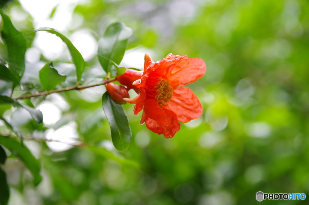 庭の花