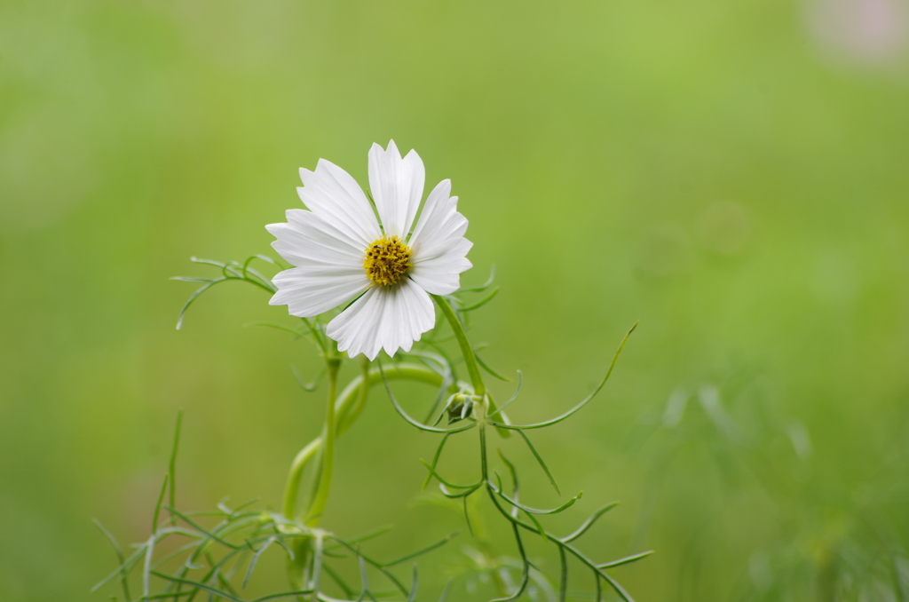 泉の森