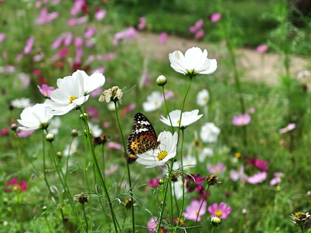 泉の森