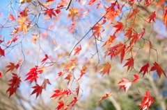終りを告げる紅葉