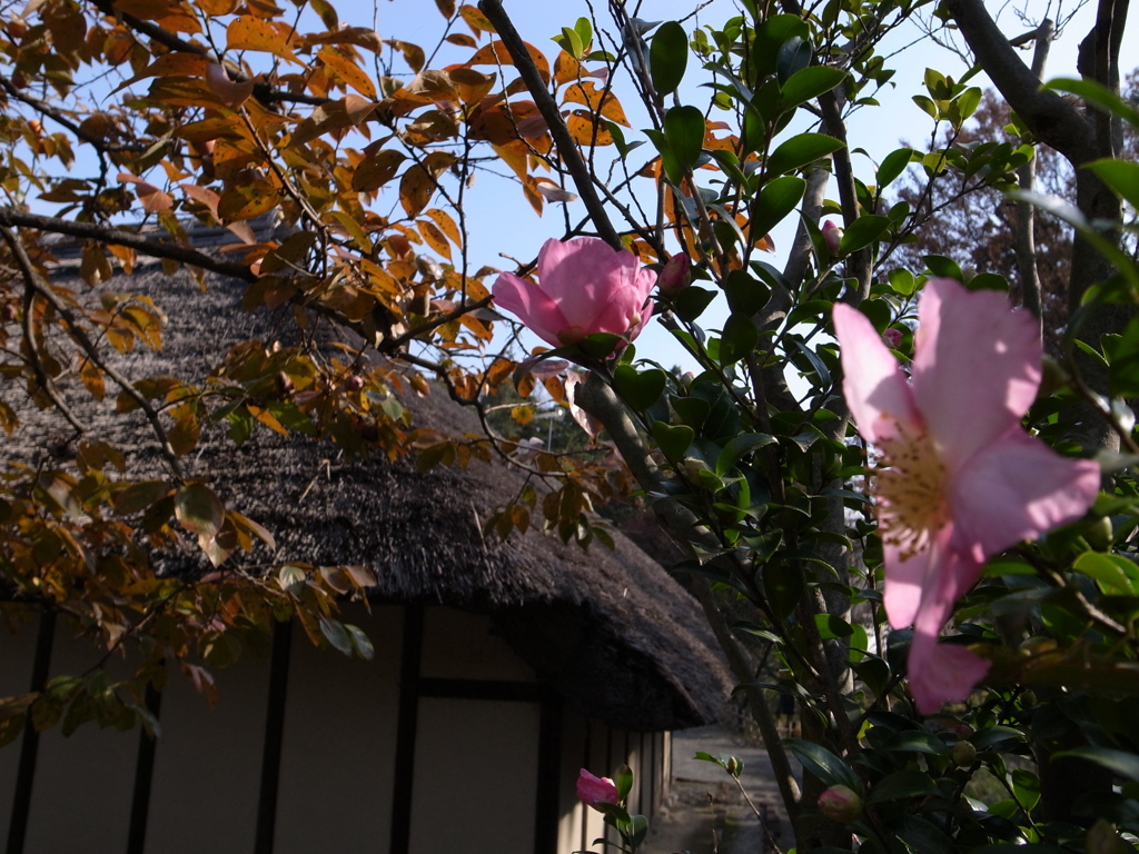 郷土民家園　山茶花