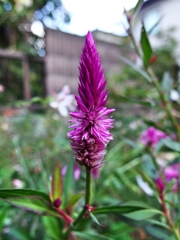 庭の花