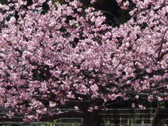 満開の河津桜