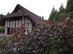 郷土民家園　赤紫蘇