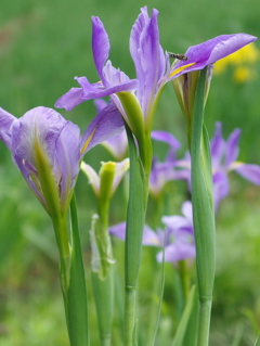 しらかしの池に咲く