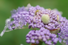 玉紫陽花