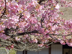 河津桜　満開