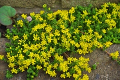 路肩の花