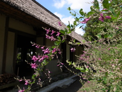 郷土民家園 咲きはじめの萩