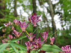 泉の森
