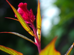 小さなケイトウ