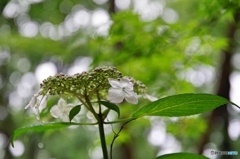 泉の森