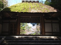 早春の法然院　山門