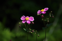 泉の森