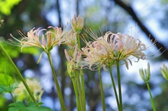 泉の森