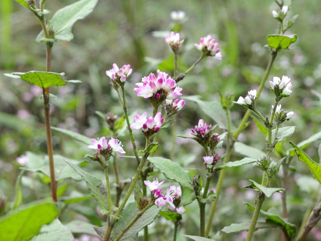 泉の森