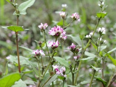 泉の森