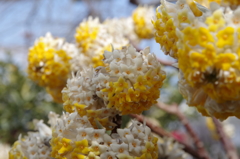 大輪　ミツマタ