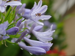 雨に濡れるアガパンサス