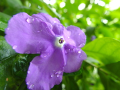 雨後の　ニオイバンマツリ