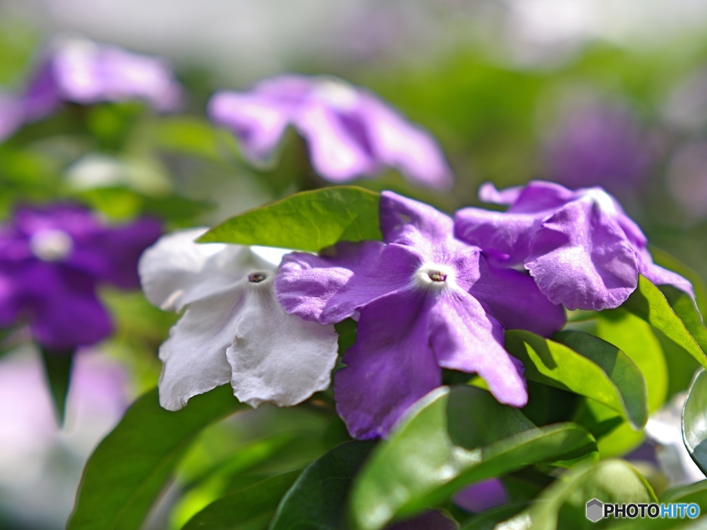 庭の花