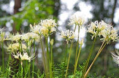 泉の森