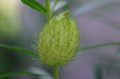 庭のフウセントウワタ