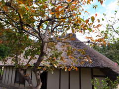 郷土民家園　柿木