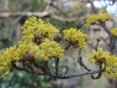 泉の森　サンシュユ