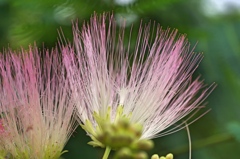 民家園合歓の花