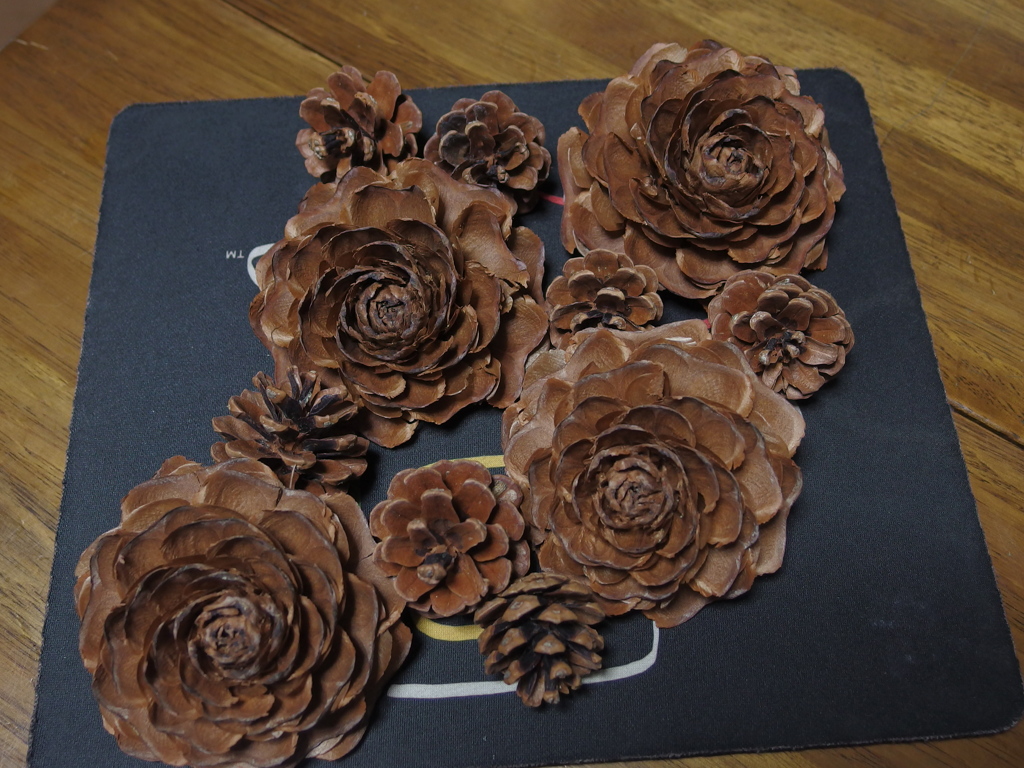 ヒマラヤスギの実とマツボックリ