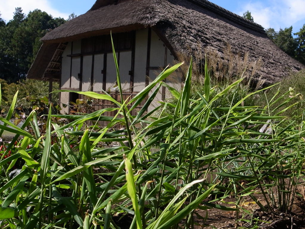 郷土民家園　生姜畑