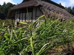 郷土民家園　生姜畑