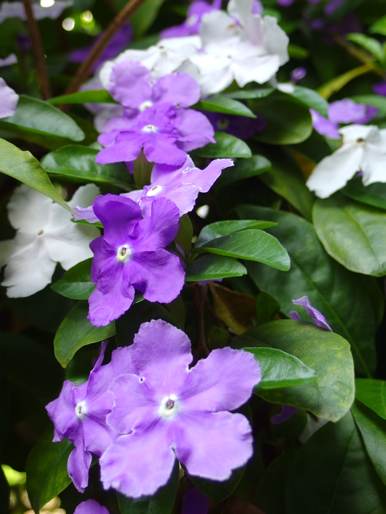 ニオイバンマツリ 