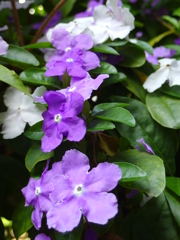 ニオイバンマツリ 