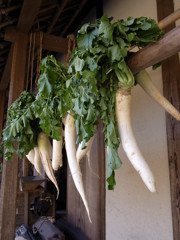 郷土民家園　軒下大根