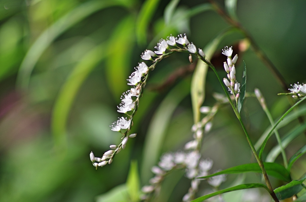 泉の森