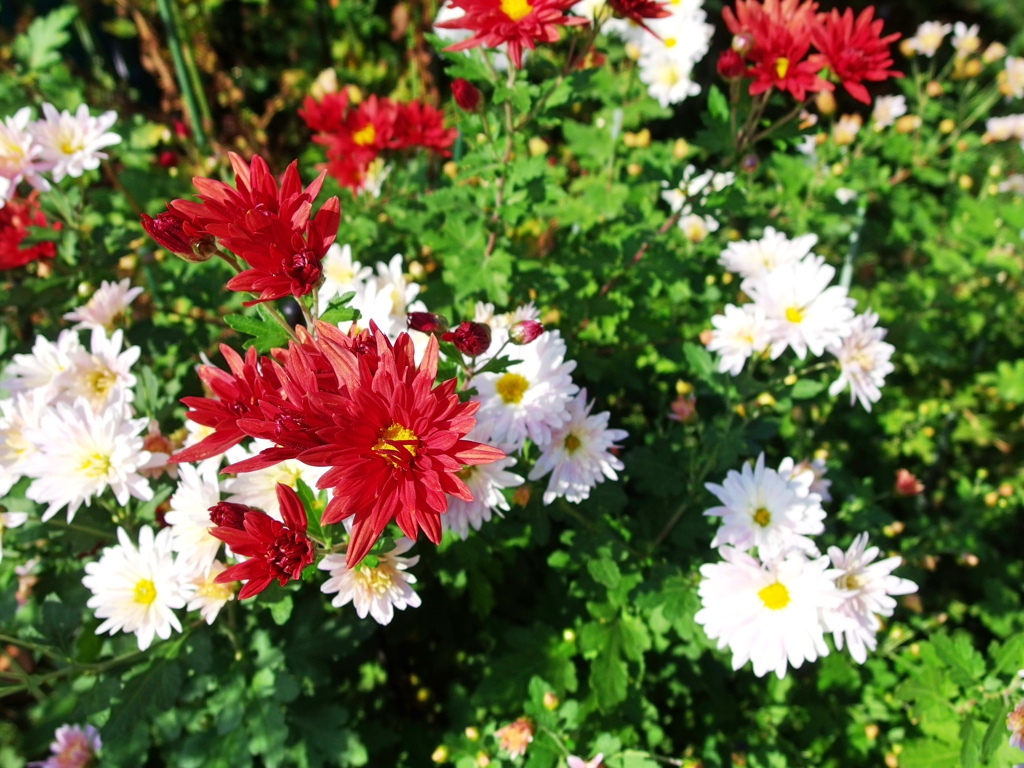 庭の花