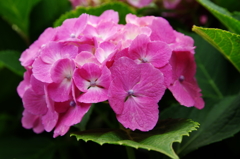 庭の花