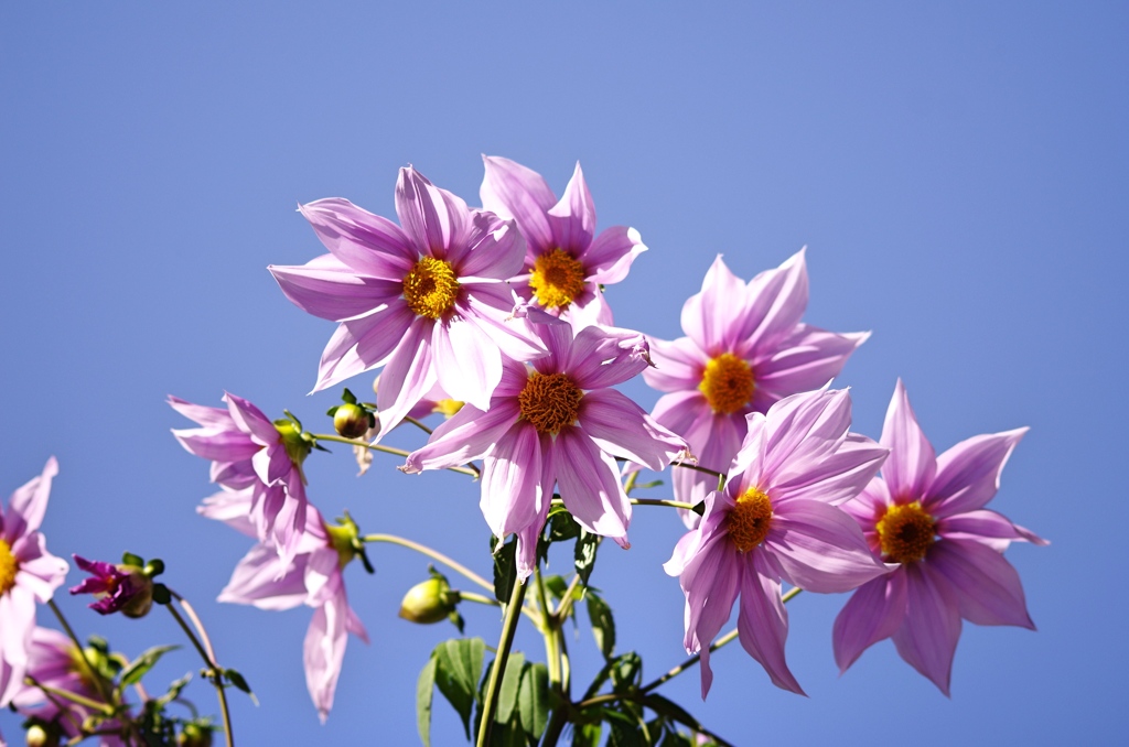 公園の花