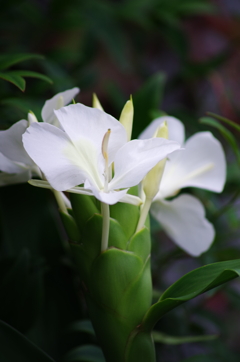 庭の花