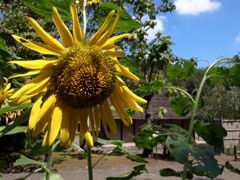 郷土民家園　ひまわりの花