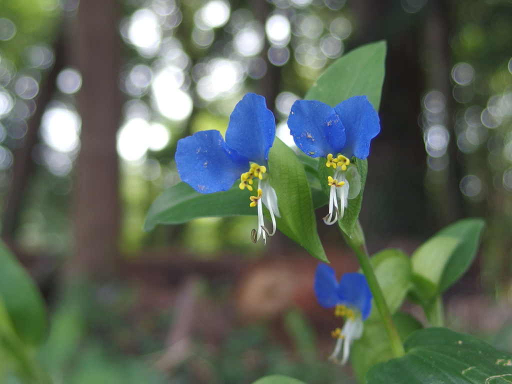 里の花