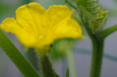 キュウリの花