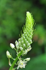 庭の花