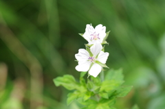 泉の森