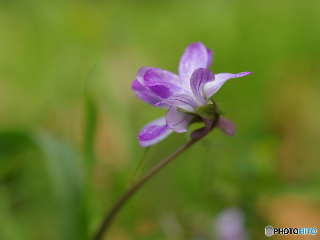 泉の森　スミレ