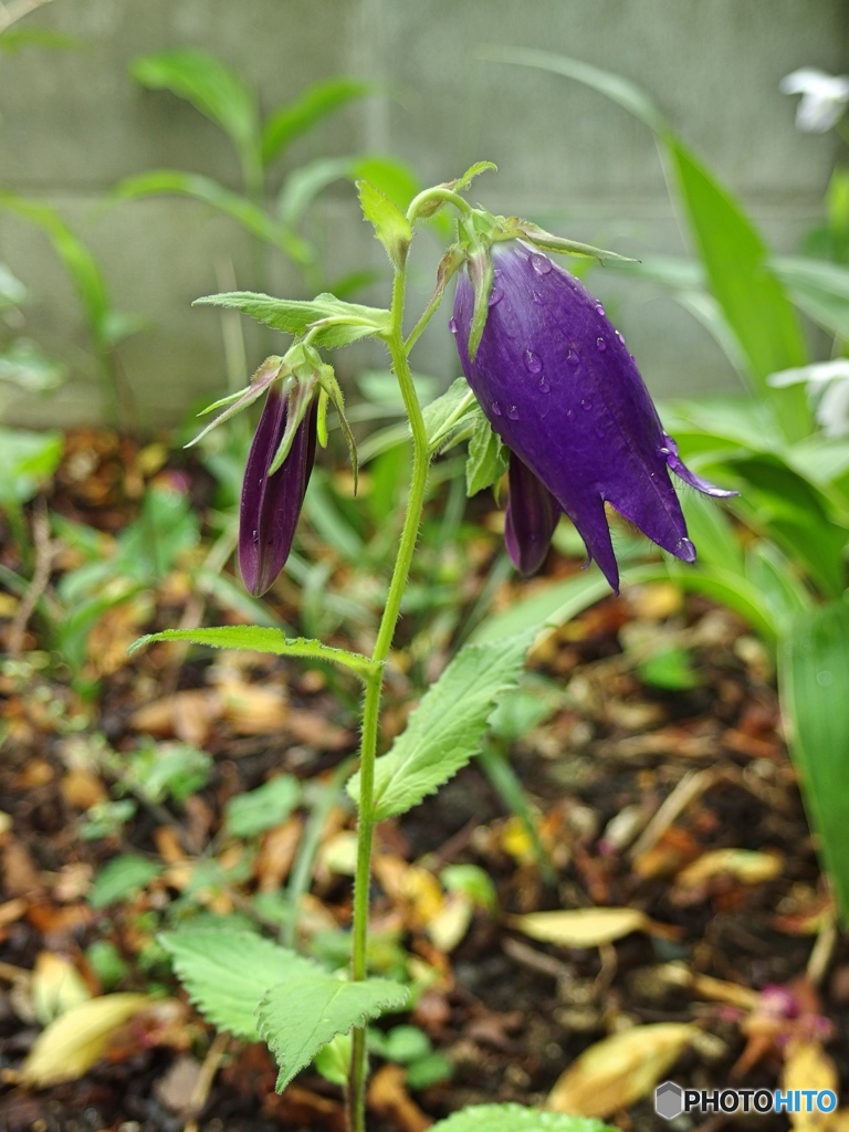 庭の花