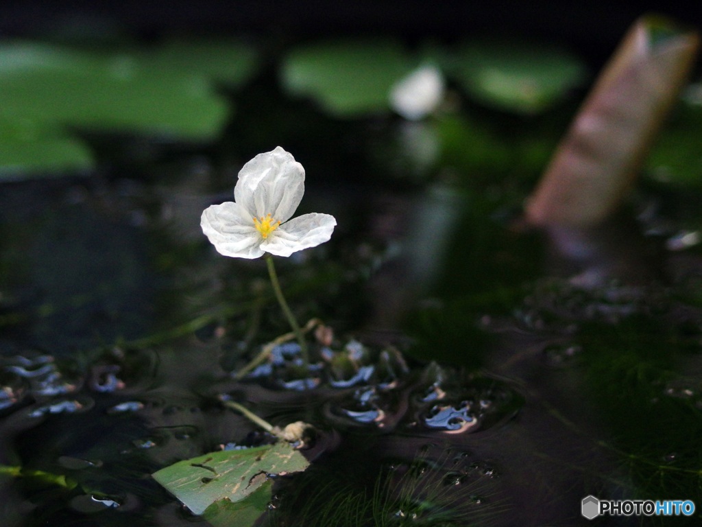 メダカの棲みか