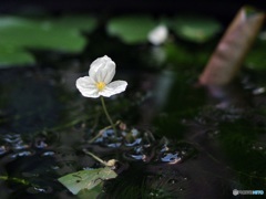 メダカの棲みか